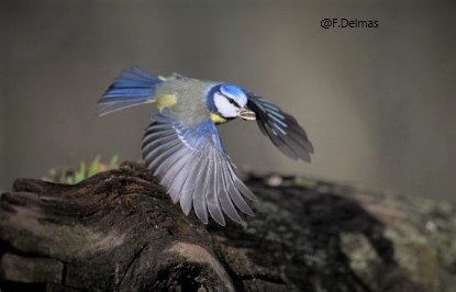 mésange bleue
