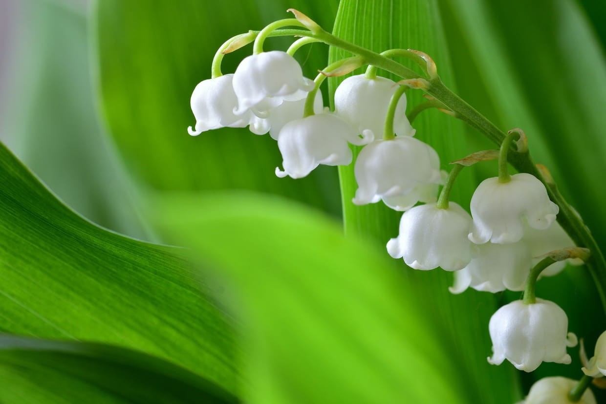 Photo brin de muguet