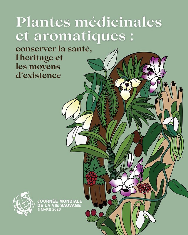 Visuel de la Journée internationale de la vie sauvage 2026