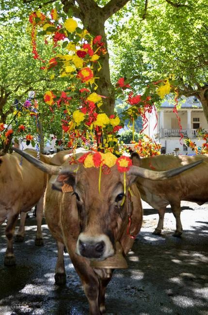 Photo de vache pendant la transhumance